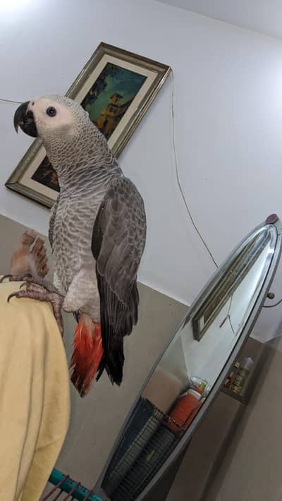 African gray parrot