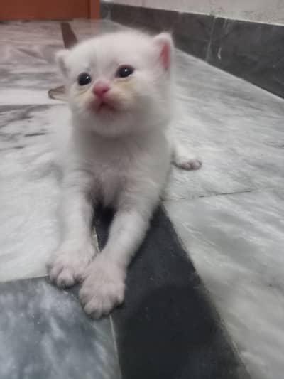 Persian White male and brown female available