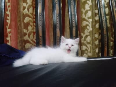 Persian kittens