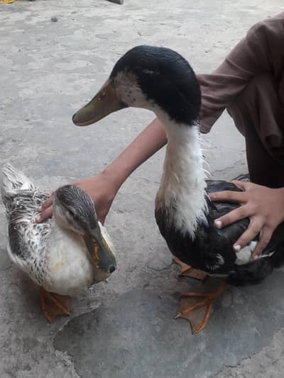 desi duck pair age 6 months