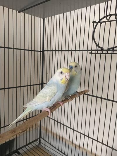 Australian Budgies Pair for sale