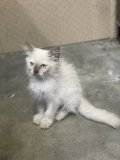 Persian kitten/ Triple coated kitten/03247627801/Himaliyan kitten