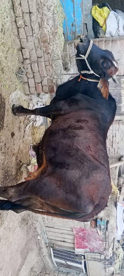 cow with wacha WhatsUp 03238734535