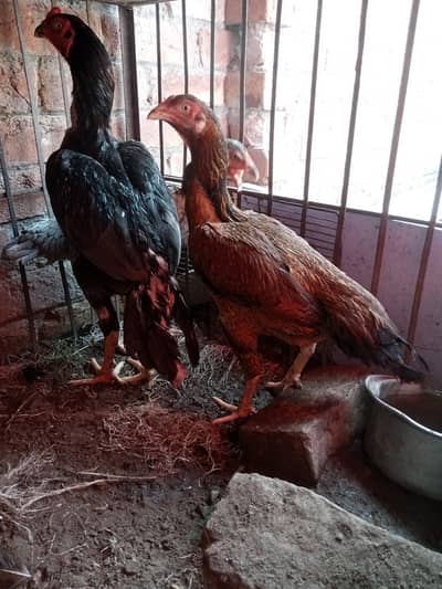 pure assel patha or pathi quality Bird number 03024453110 urgent for
