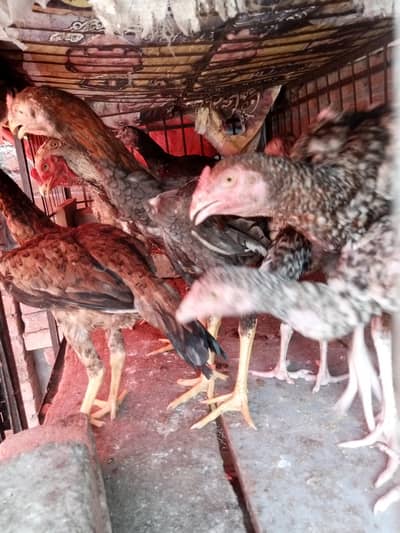 pure assel patha or pathi quality Bird number 03024453110 urgent for