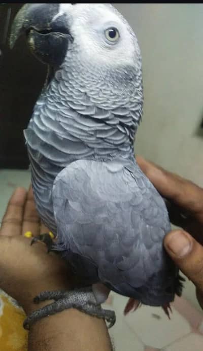 Tame and playful parrot