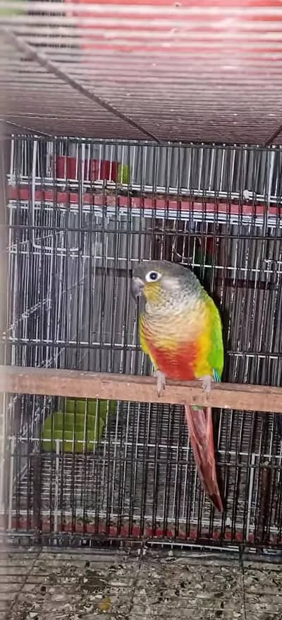 yellow sided red factor conure exchange possible