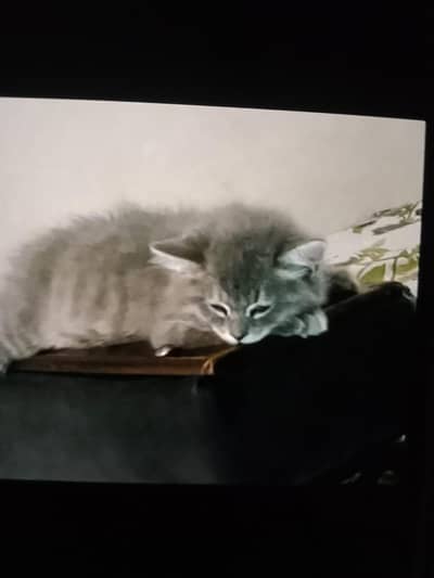 Cat for sale