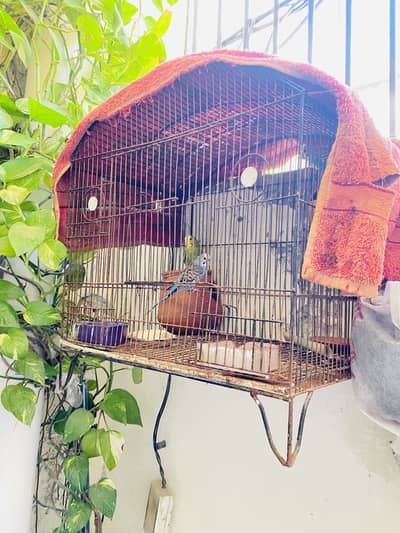 Australlian Budgies