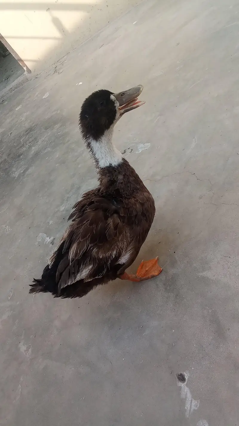 duck pair for sale — photo 2