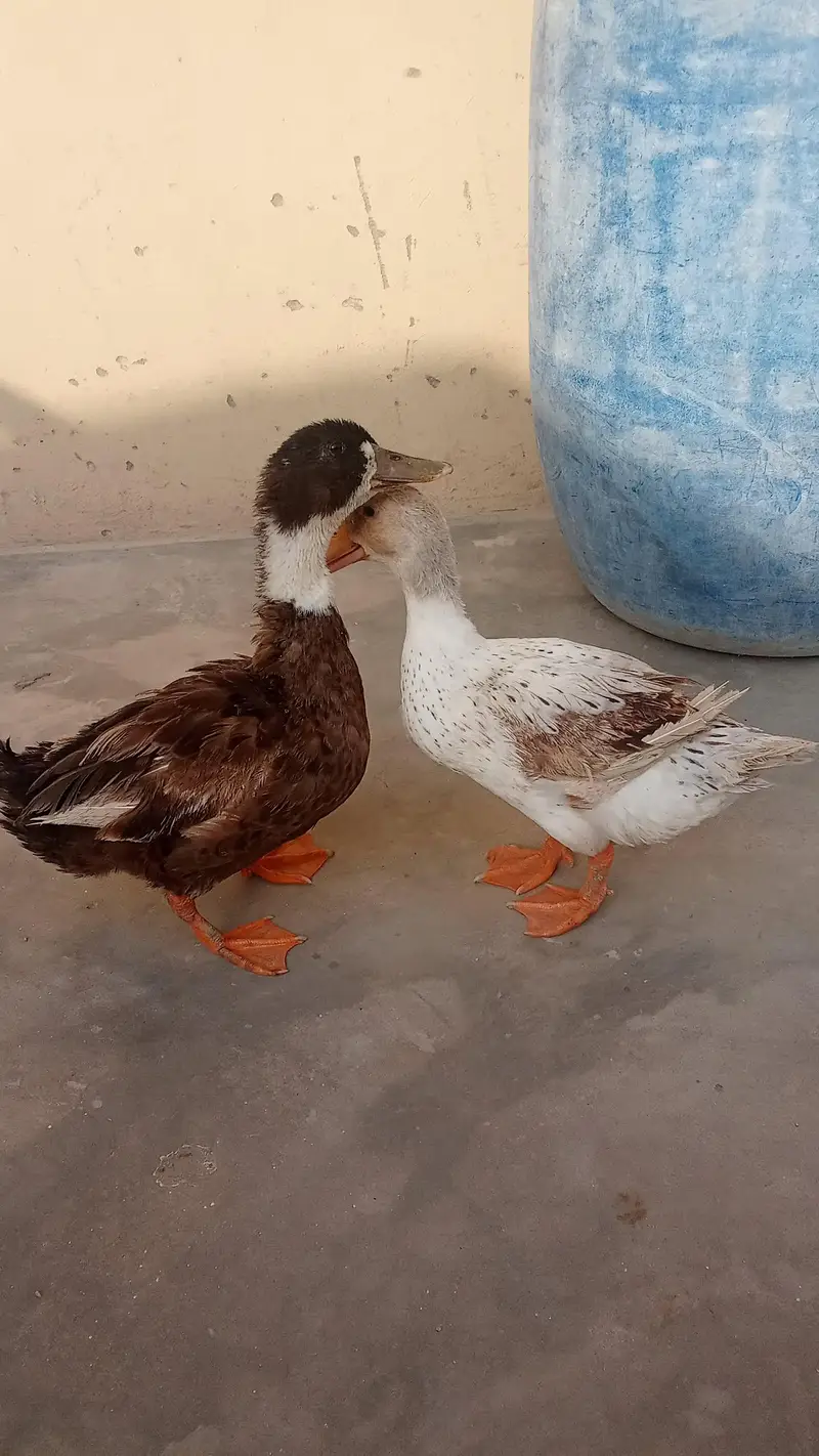duck pair for sale — photo 3
