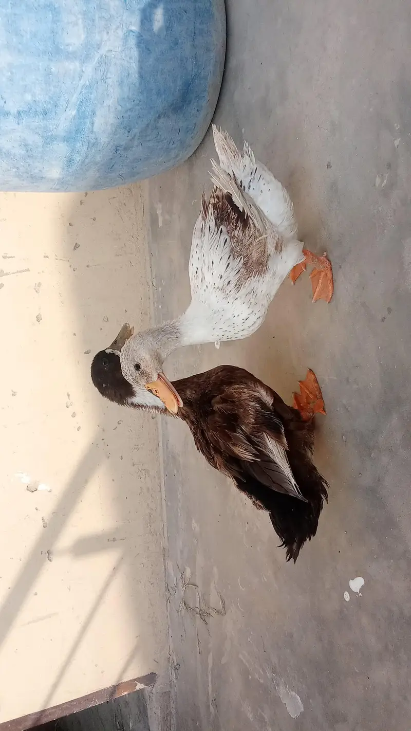 duck pair for sale — photo 4