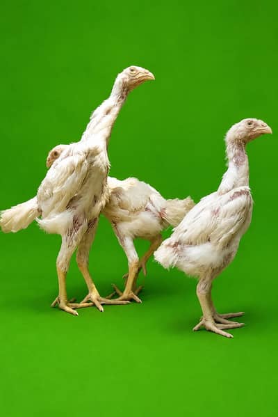 king size/shamo /high quality/white shamo/pure aseel shamo chicks