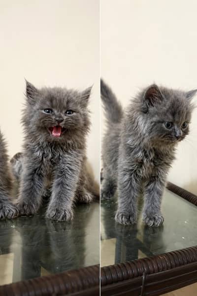 Kittens available for sale