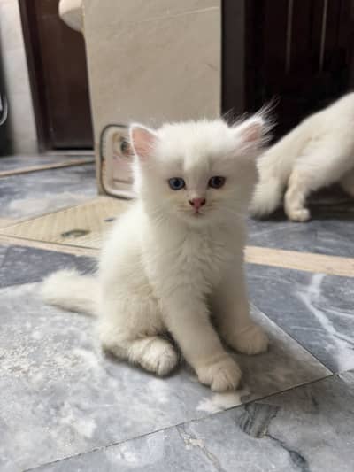 Triple coated Persian kitten