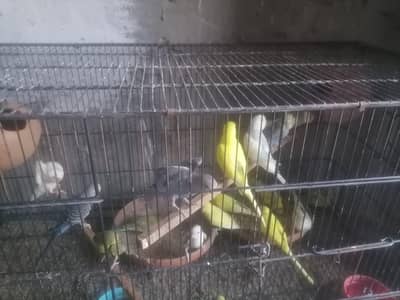 Australian Parrot For Sale