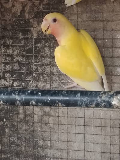 Love bird