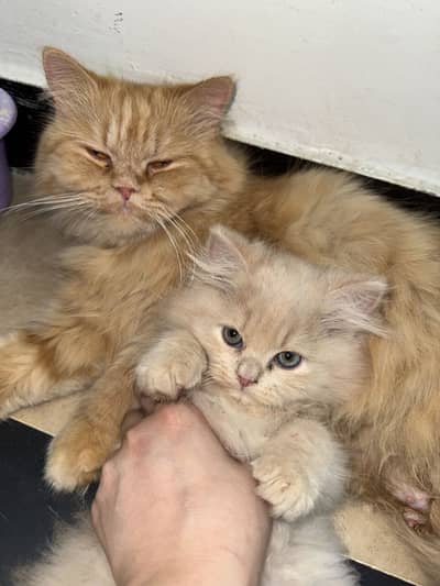 PERSIAN TRIPLE COAT MALE KITTEN