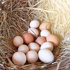 اصلی دیسی مرغ وصلی دیسی مرغی 9
