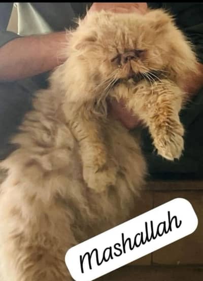 cfa bloodline peki male cat for sell
