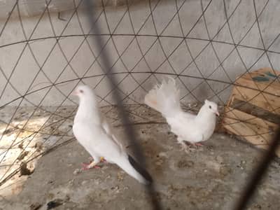 lakkha pigeon