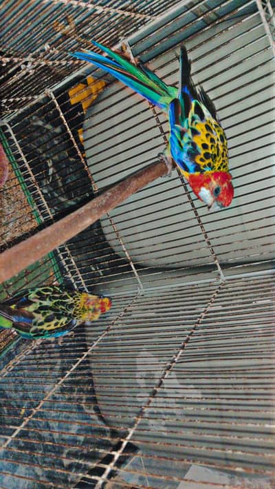 Rosella parrot breeder pair