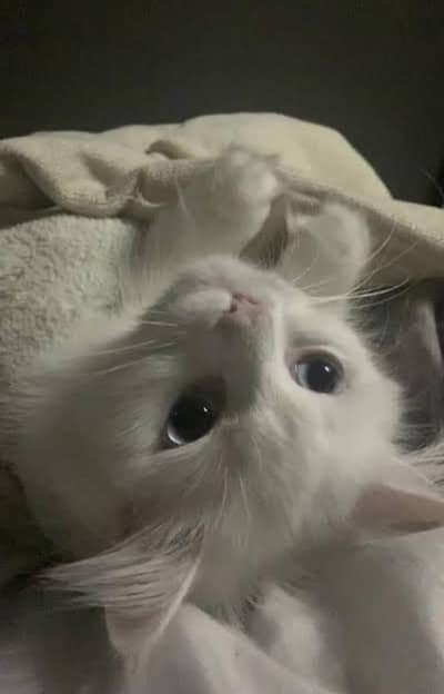 pair of persian & Ragdoll cats female: 1.5 month , male : 2 month