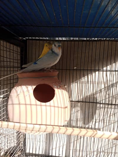 red eyes female pite male hai
