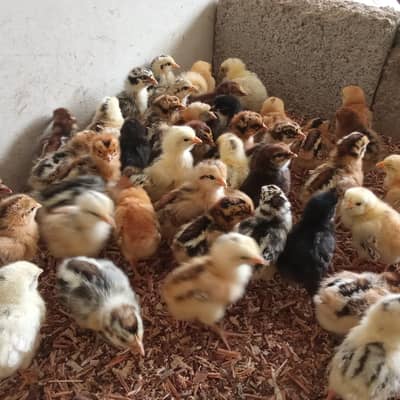Healthy,Active and vaccinated chicks available for sale