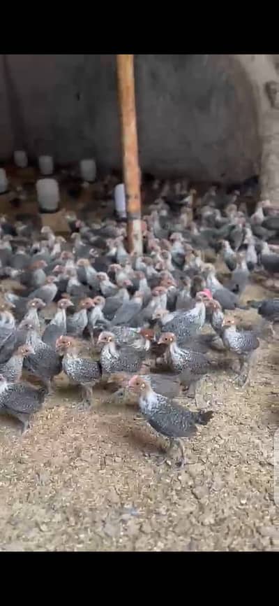 Australorp | black australorp | CHICKS  | Egyptian Fayoumi | 50 DAYS