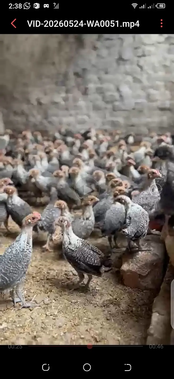 Australorp | black australorp | CHICKS  | Egyptian Fayoumi | 50 DAYS — photo 2