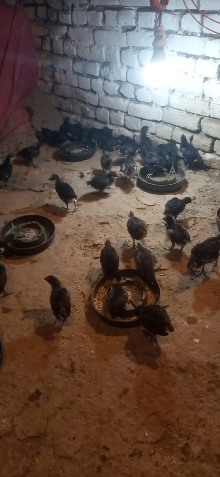 Australorp | black australorp | CHICKS  | Egyptian Fayoumi | 50 DAYS — photo 3