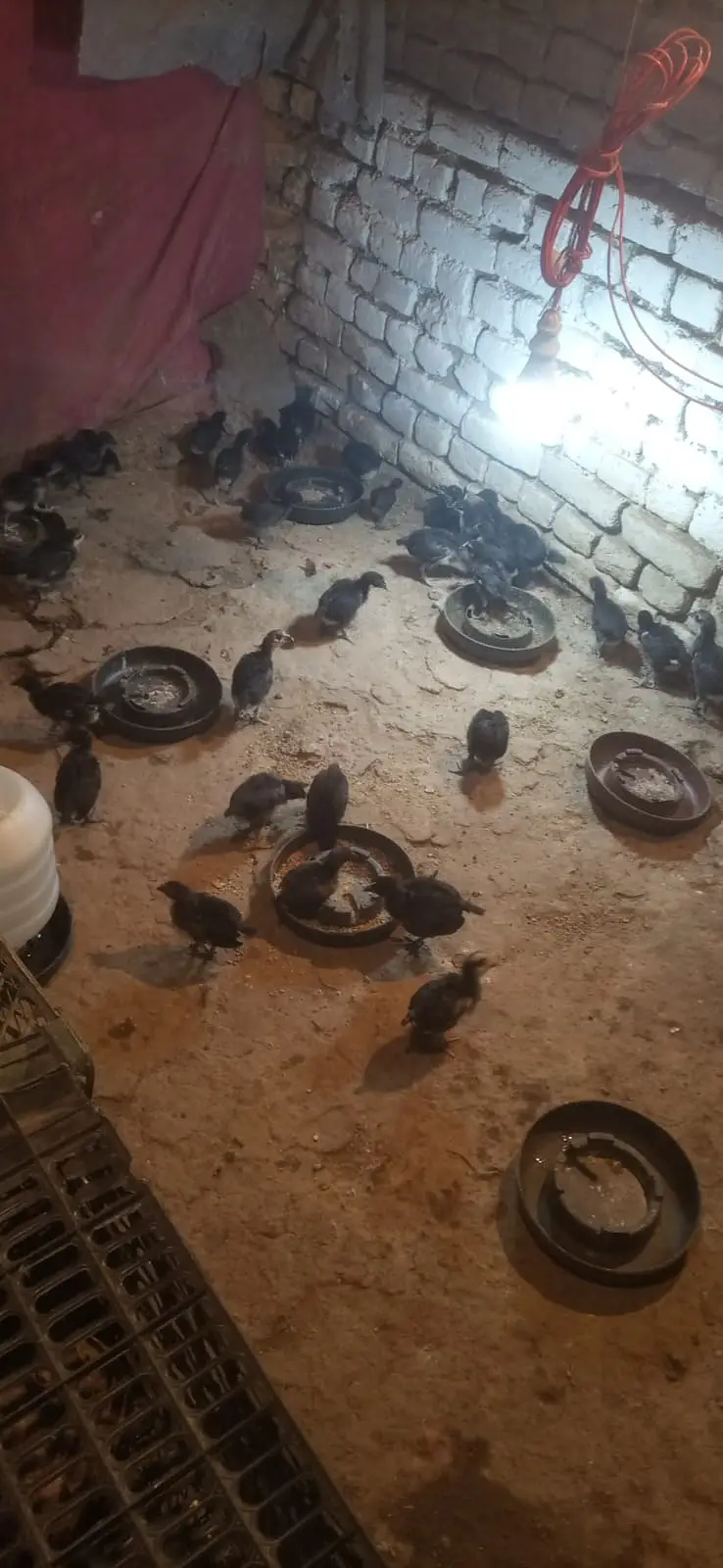 Australorp | black australorp | CHICKS  | Egyptian Fayoumi | 50 DAYS — photo 4