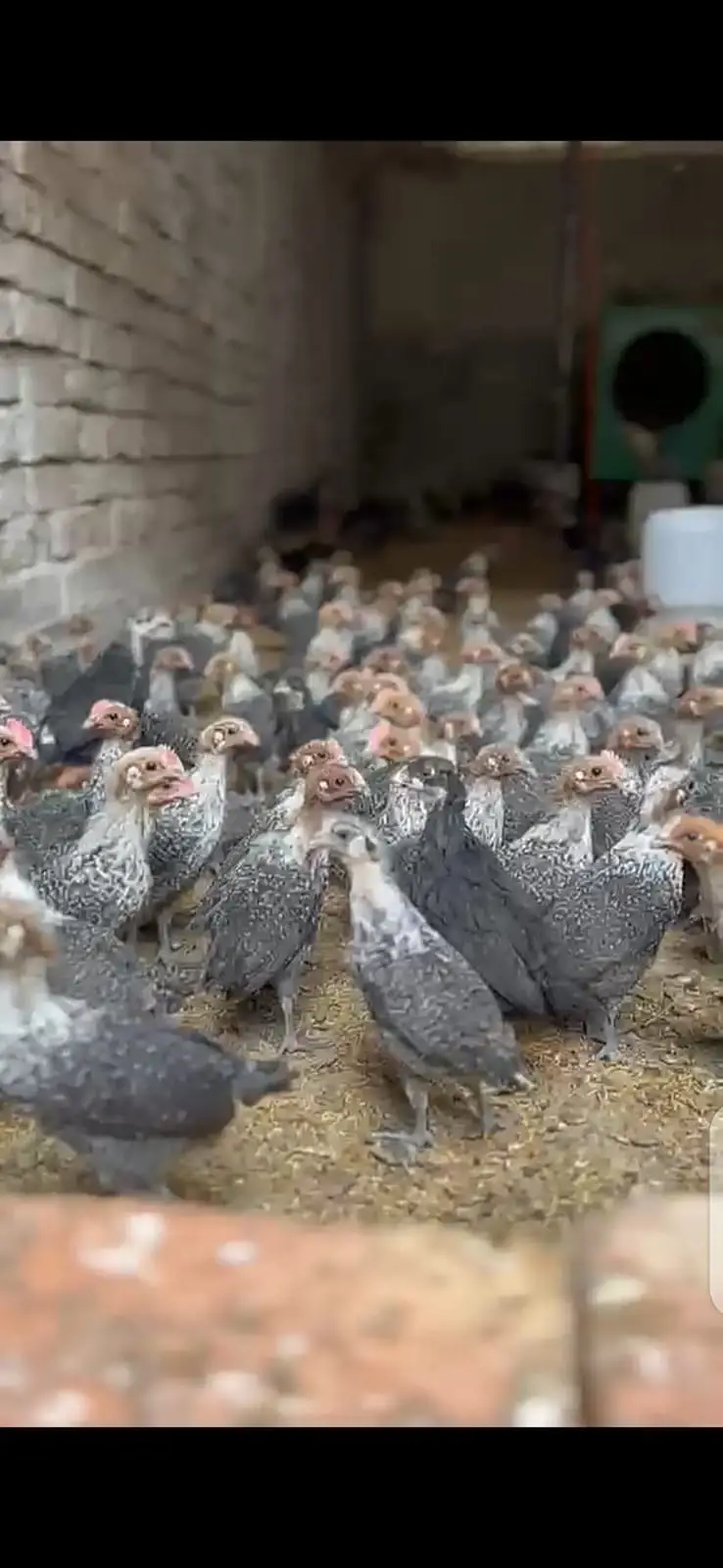Australorp | black australorp | CHICKS  | Egyptian Fayoumi | 50 DAYS — photo 5