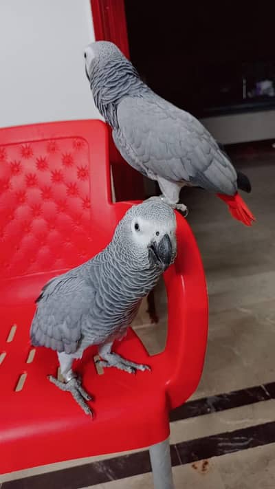 grey parrot . . .