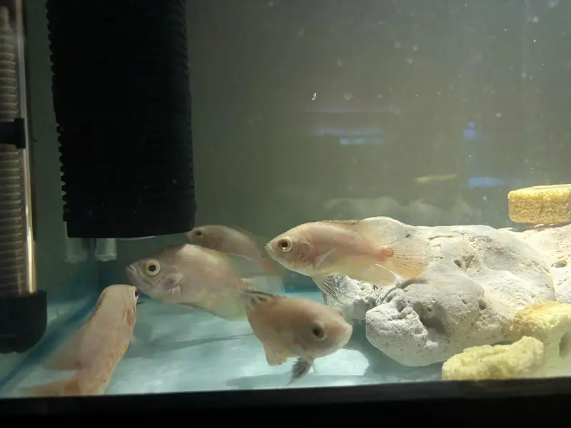 Tiger Oscar and Albino Oscar — photo 2