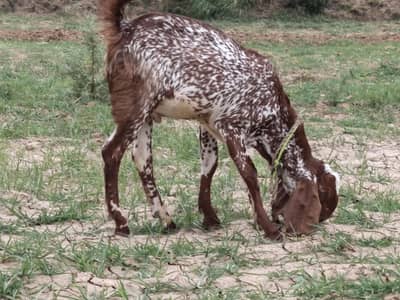 makhi chini male