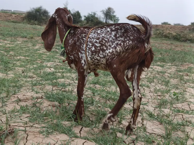makhi chini male — photo 3