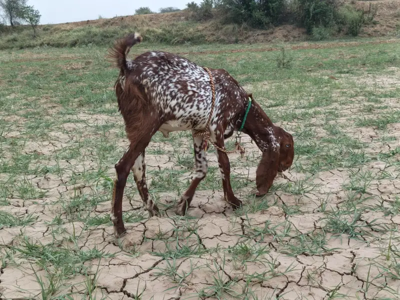 makhi chini male — photo 5