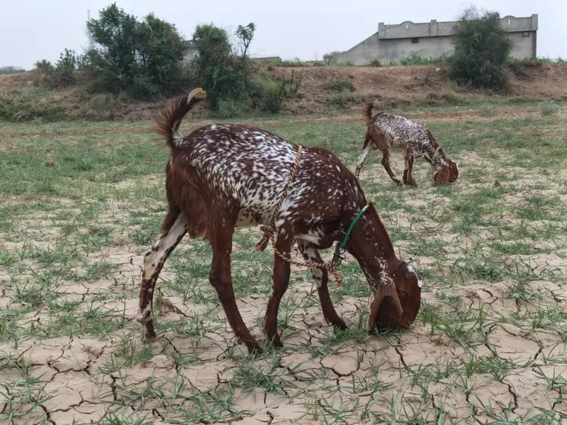 makhi chini male — photo 7