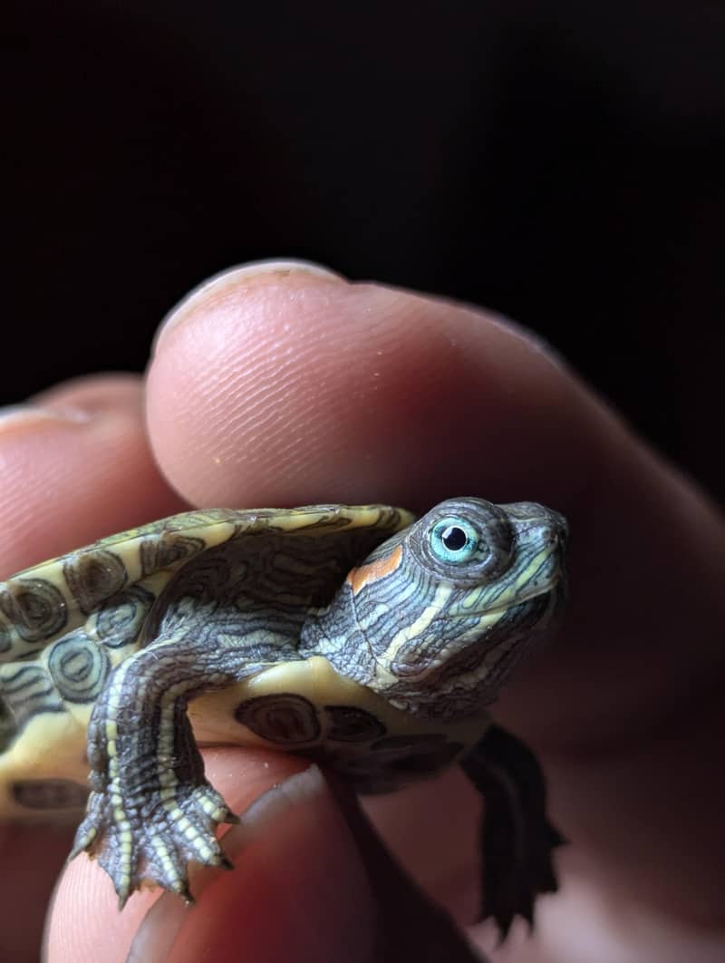 Turtle 0