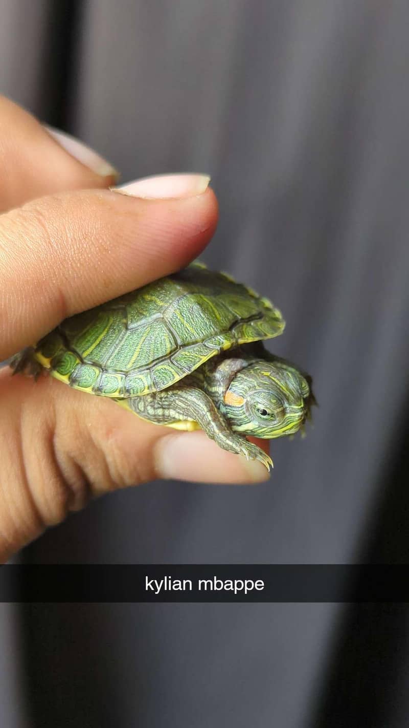 Turtle 1