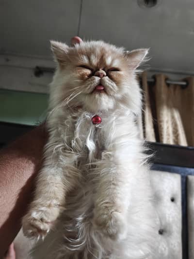 Exterm punch face Peaky Face persia