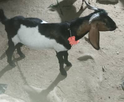 BAKRA BEETAL 2 DANT