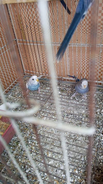 Australian parrot
