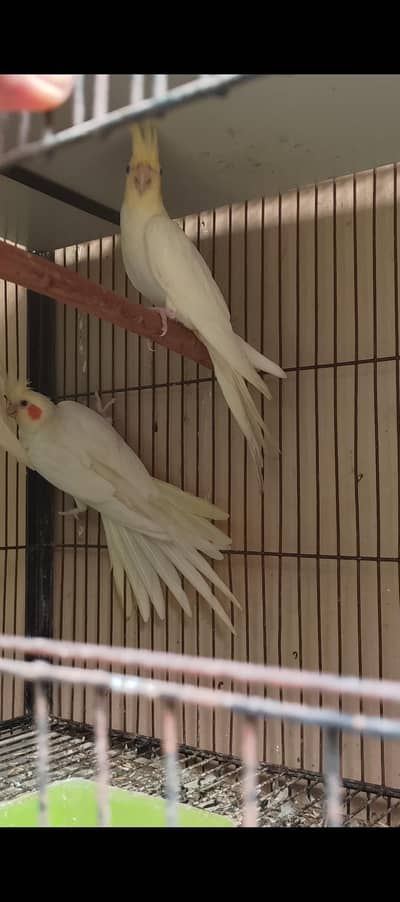 Cockatiel Red Eyes