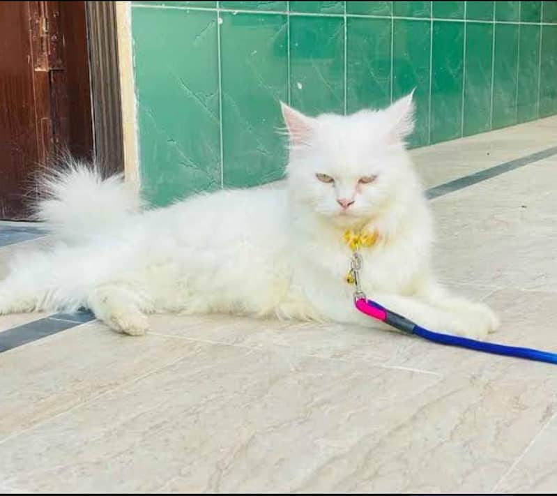 persian Female  cat 0