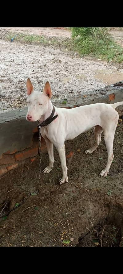 exchnge posibal  khata dog