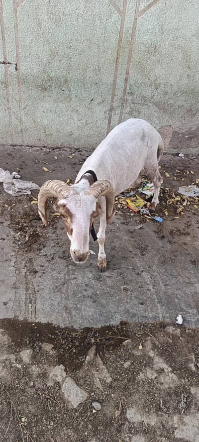 chakke wala dumba ha