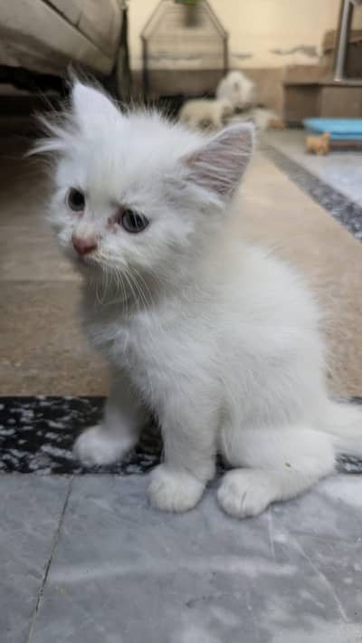 Persian cat triple coat semi punch face